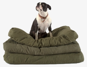 Canvas Dog Bed - Dog