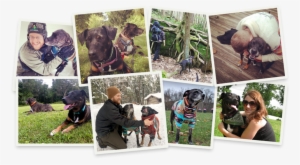 Spruce Is Founded By The Dog-loving Husband And Wife - Dog