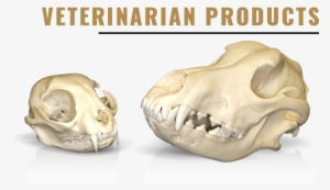 Category - Skull