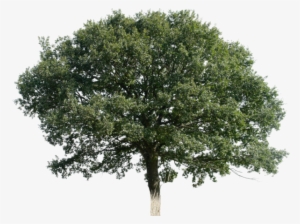 Duplicate For Better Results If You Use This File, - Ely Cathedral