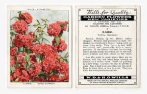 Clarkia, Variety Glorious - Cigarette Card Rms Olympic Back Poster Print (24 X