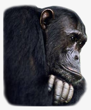 Of Every Animal On The Planet, Chimpanzees Are Our