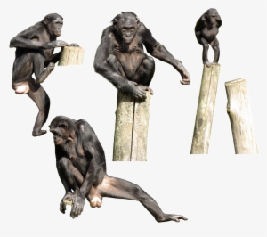 The Bonobo Is Generally Thought To Be More Gracile - Bonobo