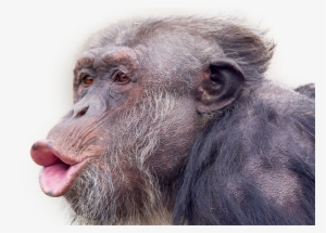Monkey - Common Chimpanzee