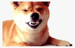 Dogecoin Transparent Png Archive - Dog