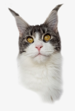 1 Year 4 Month - Aegean Cat