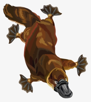 Platypus Free To Use Clipart - Platypus Clip Art