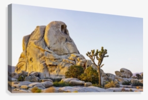 Rock Formation And Tree At Sunrise, Joshua Tree National