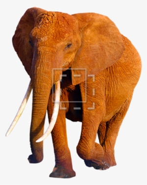 African Elephant Png Hd - Orange Elephant Png