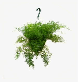 8in Sprengeri Hanging - Crane