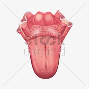 Tongues Png - Cancer De La Langue