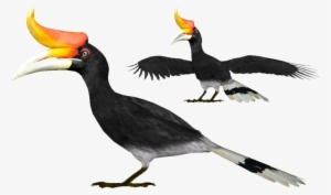 Rhinoceros Hornbill - Hornbill Png