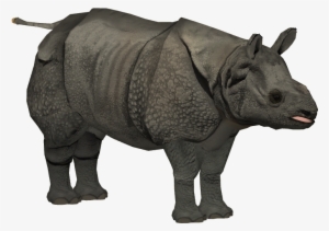 Javan Rhinoceros Adult F - Zt2 Javan Rhino Remake