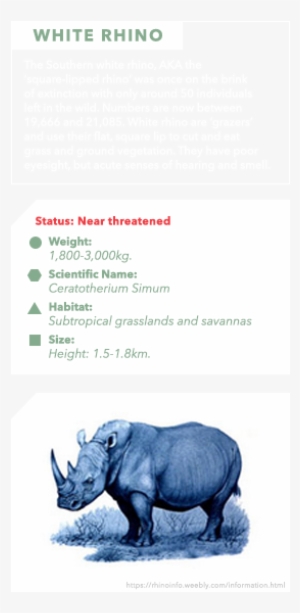 Info Bar - White Rhinoceros