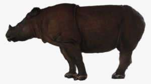 Badak Jpg Crop Copy - Indian Rhinoceros