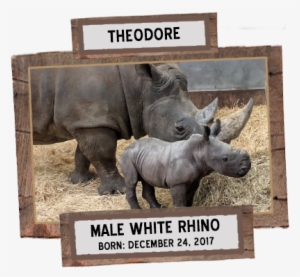 The Toronto Zoo Recently Welcomed Two Baby Rhinos, - Toronto Zoo Rhino