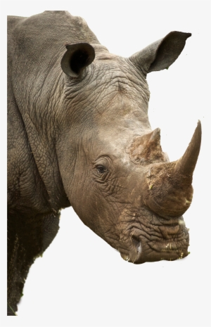 Rhino Profile