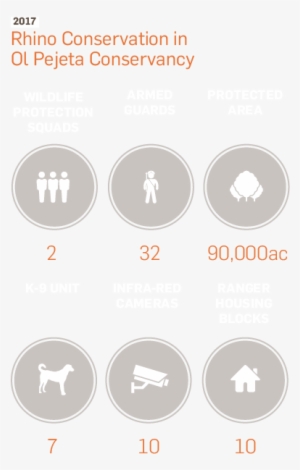 Black Rhinoceros - Australia Zoo