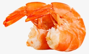 Transparent Shrimp Huge