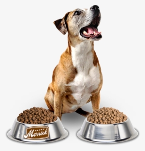 Happy Dog With Merrick Kibble Bowls - Dog Eating Food Png
