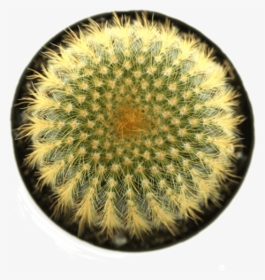Notocactus - Cactus Ball
