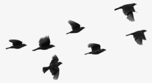 Bird, Overlay, And Tumblr Image - Birds Flying Silhouette
