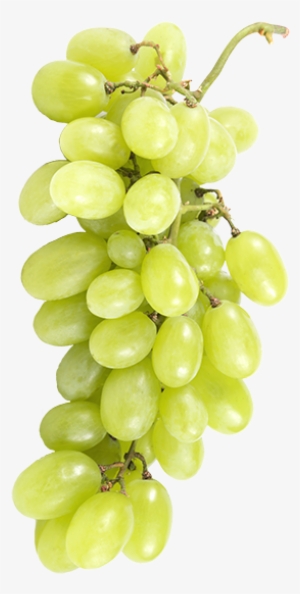 White Viognier Grapes - Seedless Fruit