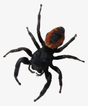 Spider Png Image Png Image - Brachypelma Hamorii