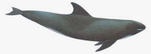 Download - Melon Headed Whale And A Rough Toothed Dolphin
