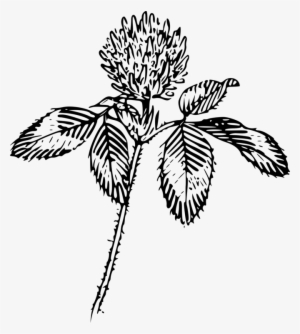 Four-leaf Clover Flower Red Clover Drawing Plant - Flower Outline Png