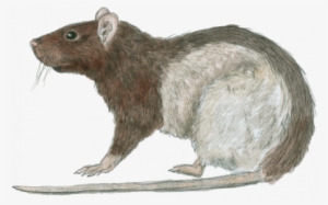 Epic Rat - Rat 5e