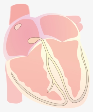 Heart Vector Electrical S Wave - Wikimedia Commons