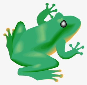 Frog Clipart Diving - Rain Forest Animals Png