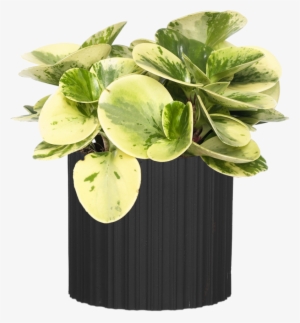 Lots Of Stripes - Planten Peperomia (peperomia Obtusifolia 'variegata')