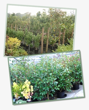 Our Expert Advice Comes As Standard So We Can Offer - Japanese Honeysuckle