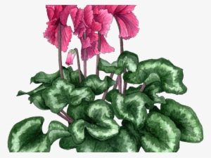 Cyclamen Frilly 300 - Cyclamen
