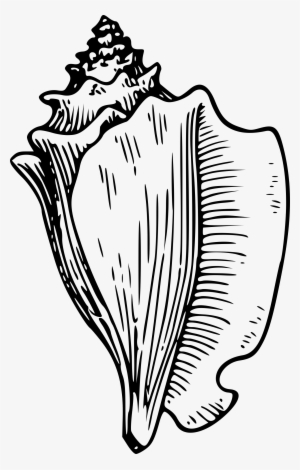 Conch Big Image Png - Conch Lord Of The Flies Png