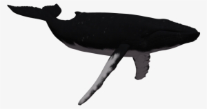 Humpback Whale Clipart - Humpback Whale Clear Background