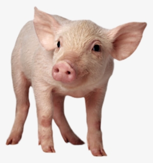 Baby Pig Sitting Png - Pig With No Background