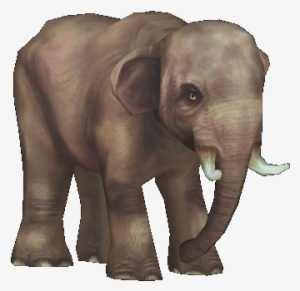 Borneo Pygmy Elephant , M1