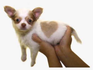 ❤transparent Puppy Offering For Your Blog❤ - Chihuahua Puppy, Born With A Heart Shaped Mar Mugs