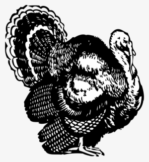 Line Drawing Of Turkey At Getdrawings - Turkey Clipart Black And White