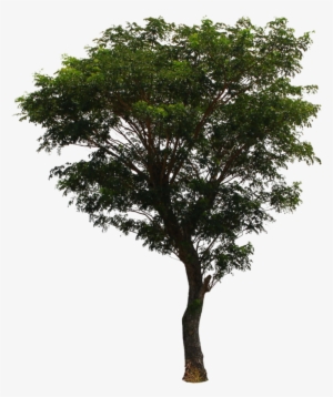 Tree Png File Download Free - Deviantart Tree Png