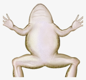 Picture - Bufo