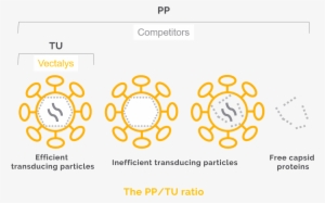 A Robust And Strong Titration Method - Lentiviral Vector In Gene Therapy