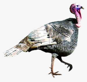 Parent Category - Turkey Bird Transparent Gif