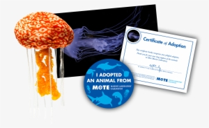 Items Included In Buddy Package - Agaric