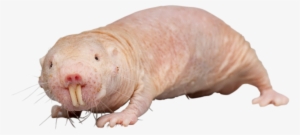Rat Transparent Scary - Naked Mole Rat Png