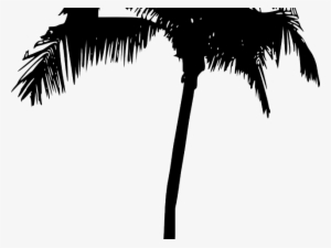 Palm Tree Silhouette Png