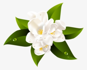 White Flower Transparent Clip Art Image - Clear Background White Flower Png